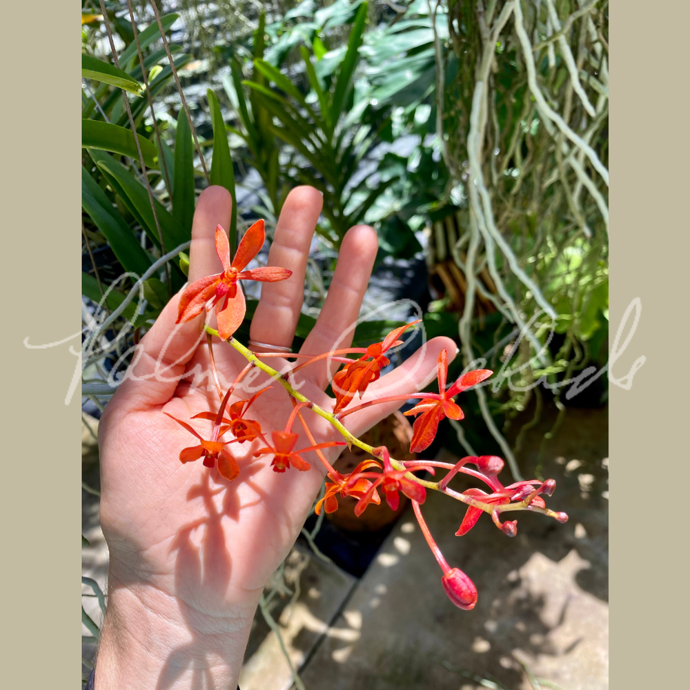 Neof. falcata x Ren. philippinensis — Palmer Orchids